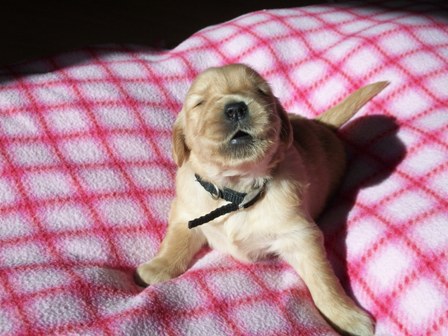 picture of Black Bling 5